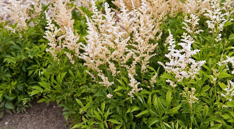 Astilbe x arendsii 'Snowdrift' Astilbe x arendsii 'Snowdrift'