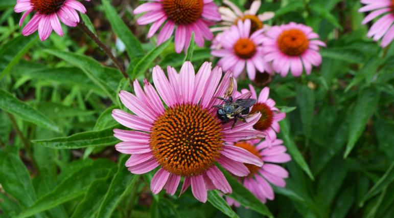Echinacea purpurea 'Magnus' - Coneflower Echinacea purpurea 'Magnus' - Coneflower