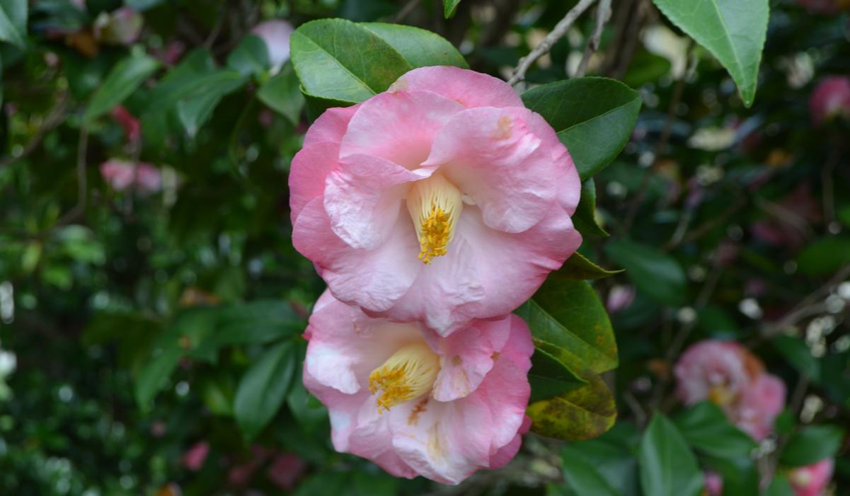 Camellia japonica 'Herme'