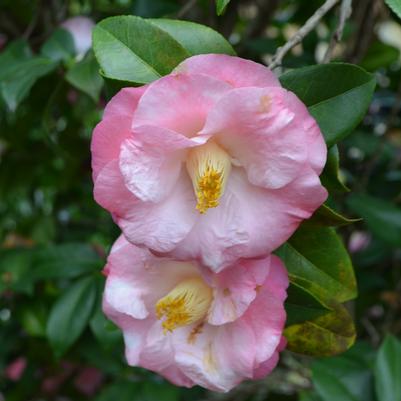 Adding Camellias to Your Landscape