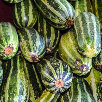 Crops for a Fall Vegetable and Herb Garden