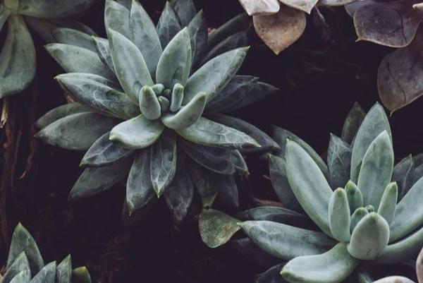 Succulent Arrangements
