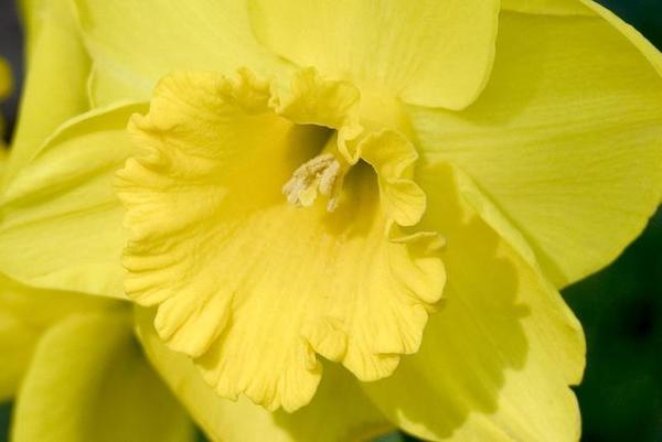 Top 12 Deer Resistant Flower Bulbs