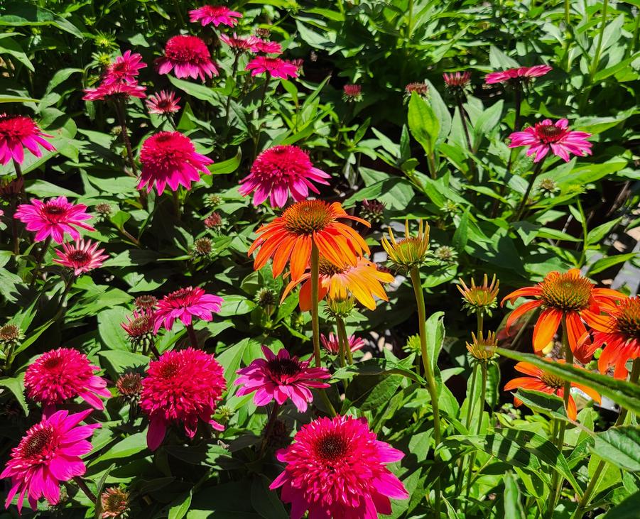Perennials