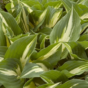 Hosta - 'Night Before Christmas' Hosta, Plantain Lily