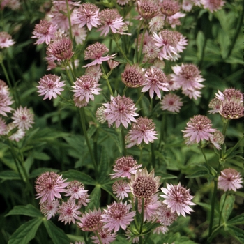 Astrantia major - 'Roma' Masterwort