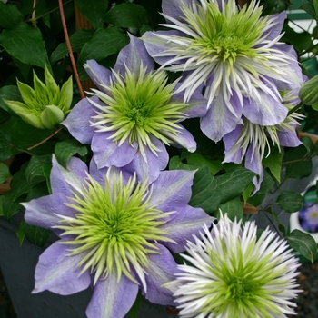 Clematis - 'Crystal Fountain'