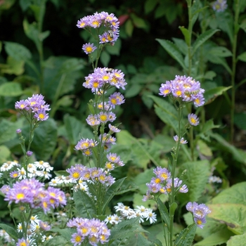 Aster tataricus - 'Jin-Dai' Tatarian Aster