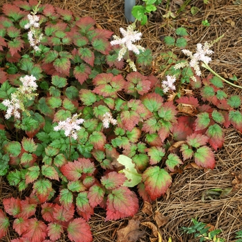 Astilbe x arendsii - 'Color Flash®' Astilble