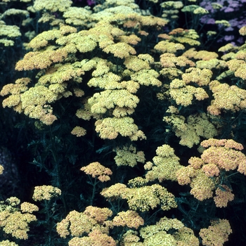 Achillea - 'Forncett Fletton' Yarrow