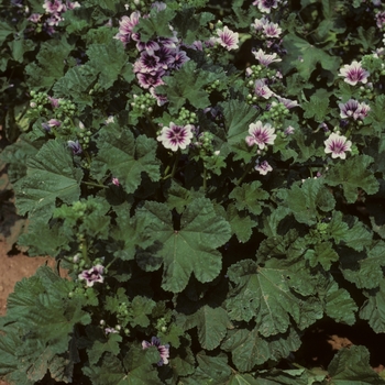 Alcea zebrina - Hollyhock