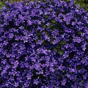 Campanula - 'Birch Hybrid' Bellflower