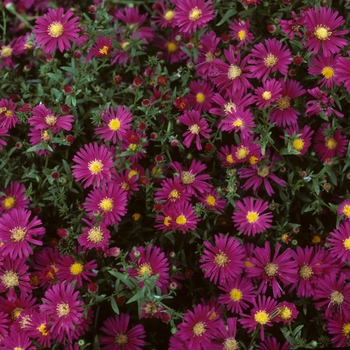 Aster novi-belgii - ''Winston Churchill'' New York Aster