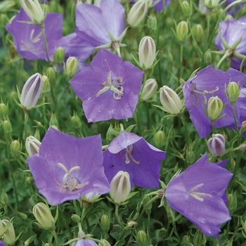 Campanula carpatica - 'Blue Clips' Carpathian Bellflower