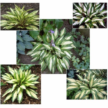 Hosta - 'Cherry Berry' Hosta, Plantain Lily