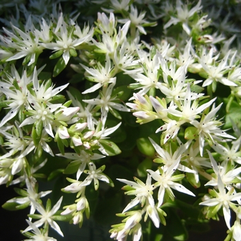 Sedum ternatum - 'Larinem Park' Stonecrop