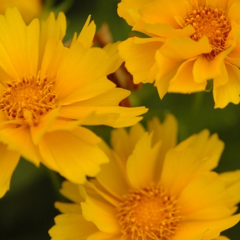 Coreopsis grandiflora - 'Presto' Tickseed