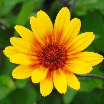 Heliopsis helianthoides var. scabra - ''Summer Nights'' Oxeye Daisy