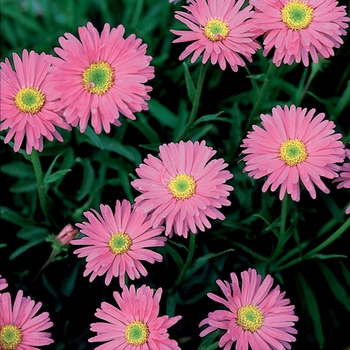 Aster alpinus - ''Pinkie'' Alpine Aster