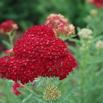 Achillea millefolium (Yarrow) - Tutti Frutti™ 'Pomegranate'