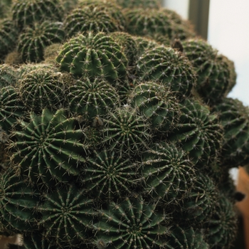 Euchinopsis oxygona - Easter Lily Cactus