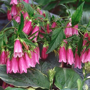Campanula punctata - 'Cherry Bells' Bellflower