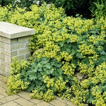 Alchemilla mollis - Lady's Mantle