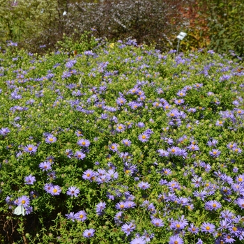 Aster oblongifolius - 'October Skies' Aromatic Aster