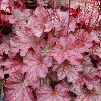 Heuchera - 'Berry Smoothie' Coral Bells