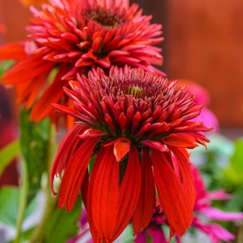 Echinacea (Coneflower) - Double Scoop™ 'Raspberry'