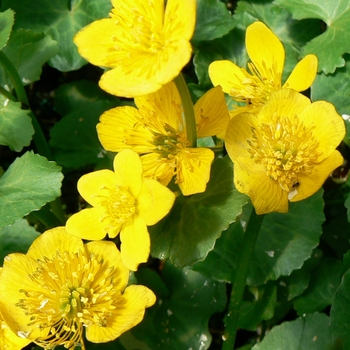 Caltha palustris - Marsh Marigold
