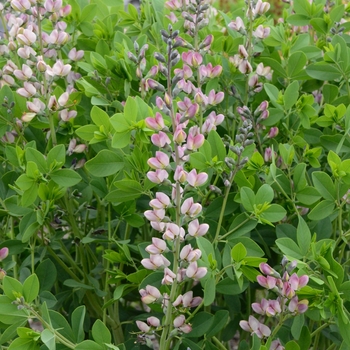 Baptisia (False Indigo) - Decadence® Deluxe 'Pink Truffles'