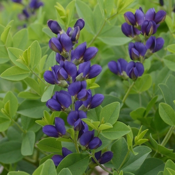 Baptisia (False Indigo) - Decadence® 'Sparkling Sapphires'
