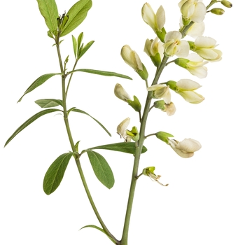 Baptisia (False Indigo) - Decadence® 'Vanilla Cream'