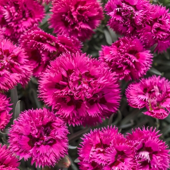 Dianthus (Pinks) - Fruit Punch® 'Spiked Punch'