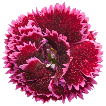 Dianthus (Pinks) - Fruit Punch® 'Black Cherry Frost'