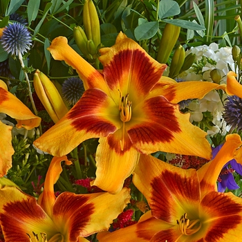 Hemerocallis (Daylily) - Rainbow Rhythm® 'Tiger Swirl'