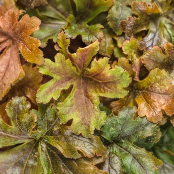 Heucherella (Foamy Bells) - Fun and Games® 'Hopscotch'