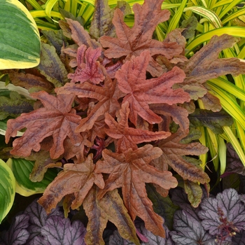Heucherella (Foamy Bells) - Fun and Games® 'Red Rover'