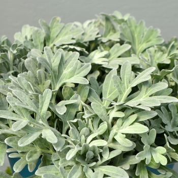 Artemisia stelleriana - 'Silver Brocade'