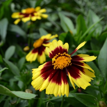 Coreopsis (Tickseed) - UpTick™ ''Yellow & Red''