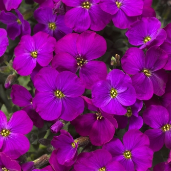 Aubrieta (Rockcress) - Audrey™ 'Purple Shades'