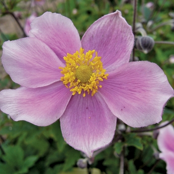 Anemone hupehensis - 'Pink Saucer™' Japanese Anemone