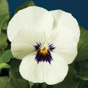 Viola cornuta (Pansy) - Penny™ 'White Blotch'
