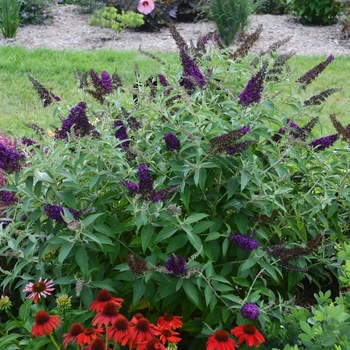 Buddleia davidii (Butterfly Bush) - Monarch® 'Dark Dynasty'