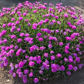 Dianthus (China Pinks, Cheddar Pinks) - Mountain Frost™ 'Silver Strike'