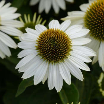 Echinacea (Coneflower) - Sombrero® 'Blanco'