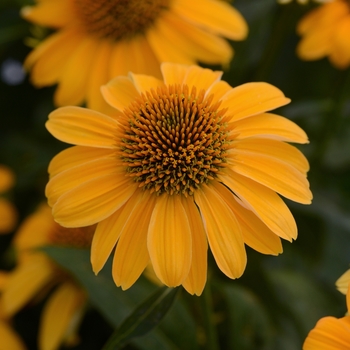 Echinacea (Coneflower) - Sombrero® 'Granada Gold'