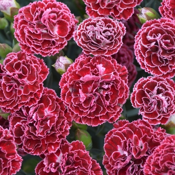 Dianthus (Pinks) - Fruit Punch® Cherry Vanilla
