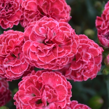 Dianthus (Pinks) - Fruit Punch® 'Raspberry Ruffles'